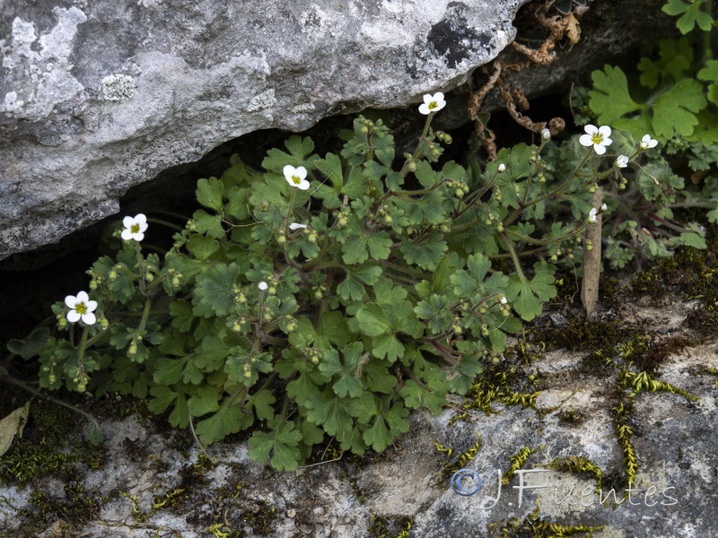 Saxifraga bourgeana.04