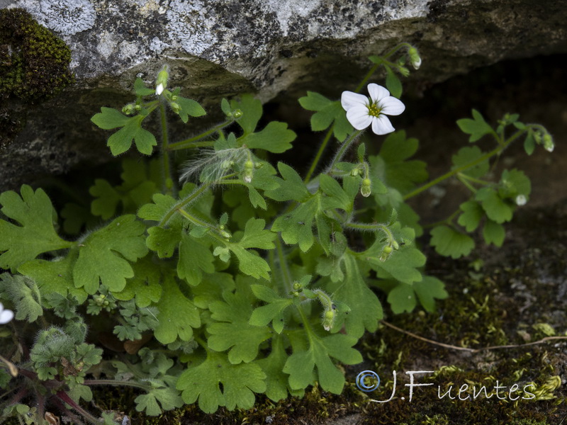 Saxifraga bourgeana.05