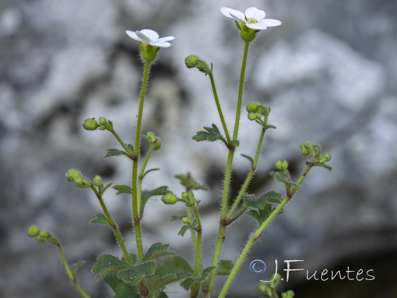 Saxifraga bourgeana.07