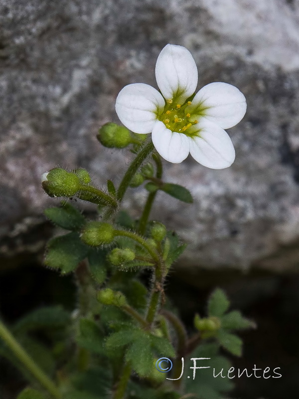 Saxifraga bourgeana.08