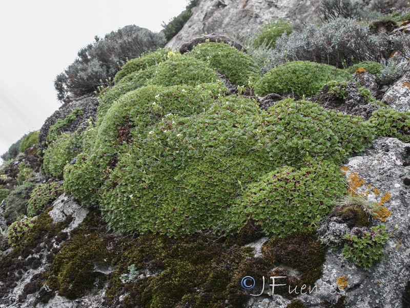 Saxifraga camposii camposii.01
