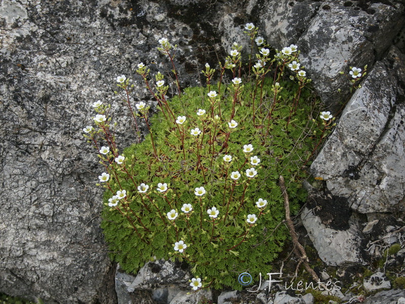 Saxifraga camposii camposii.02