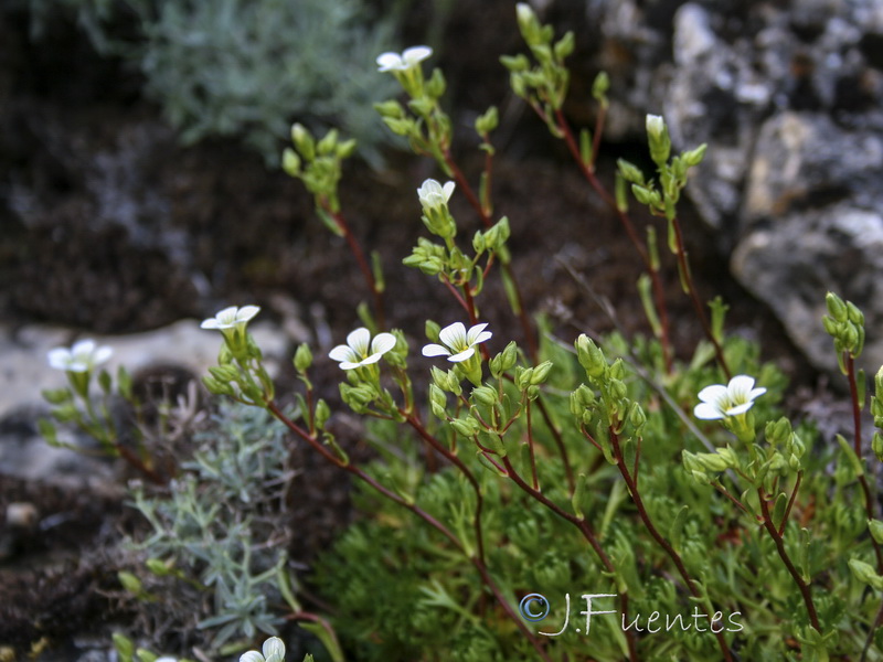 Saxifraga camposii camposii.06