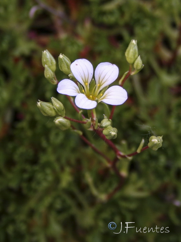 Saxifraga camposii camposii.07