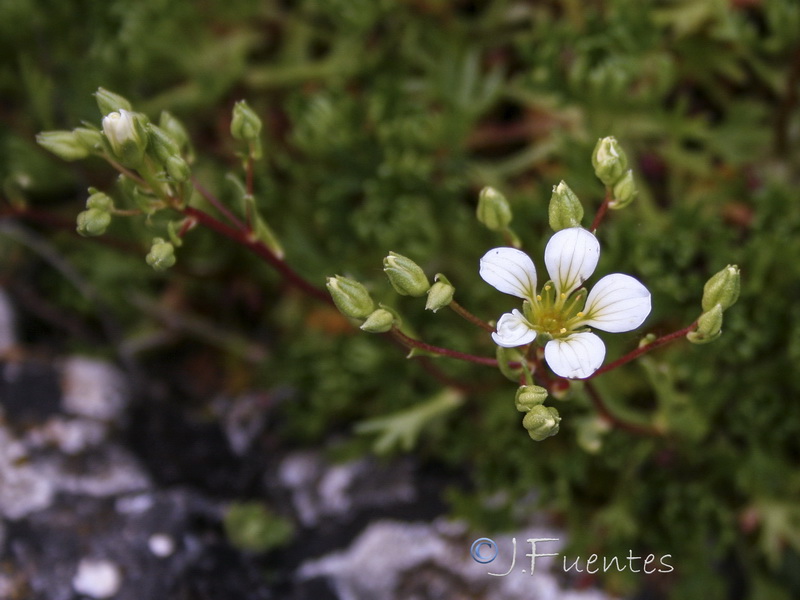 Saxifraga camposii camposii.08