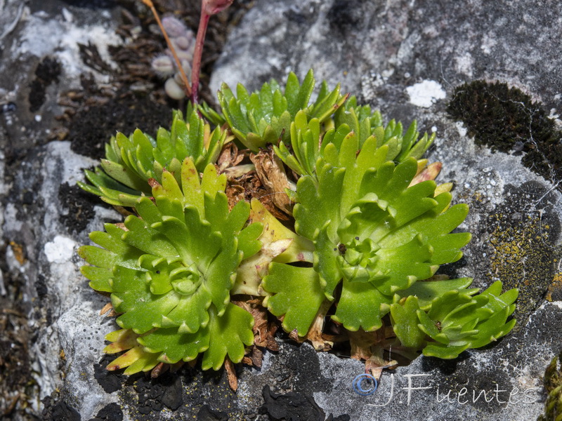 Saxifraga camposii camposii.09