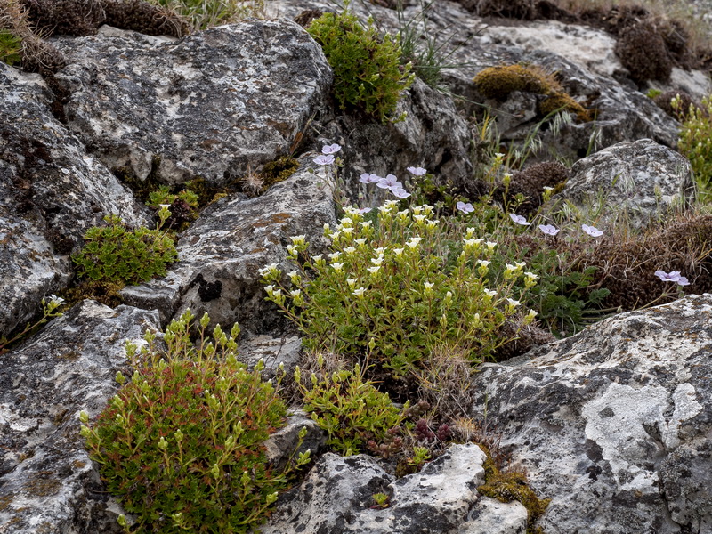 Saxifraga camposii leptophylla.01