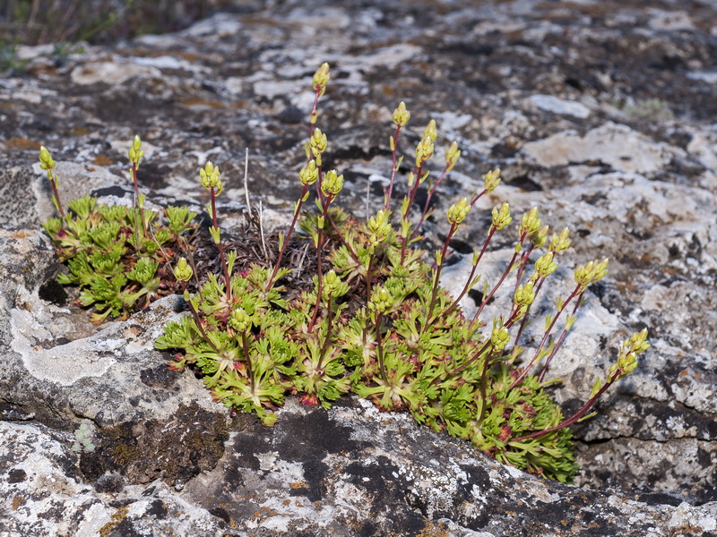 Saxifraga camposii leptophylla.04