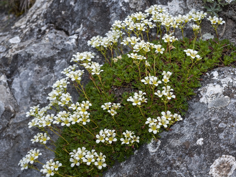 Saxifraga camposii leptophylla.06