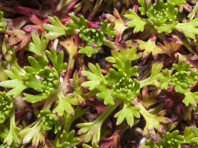 Saxifraga camposii leptophylla.13
