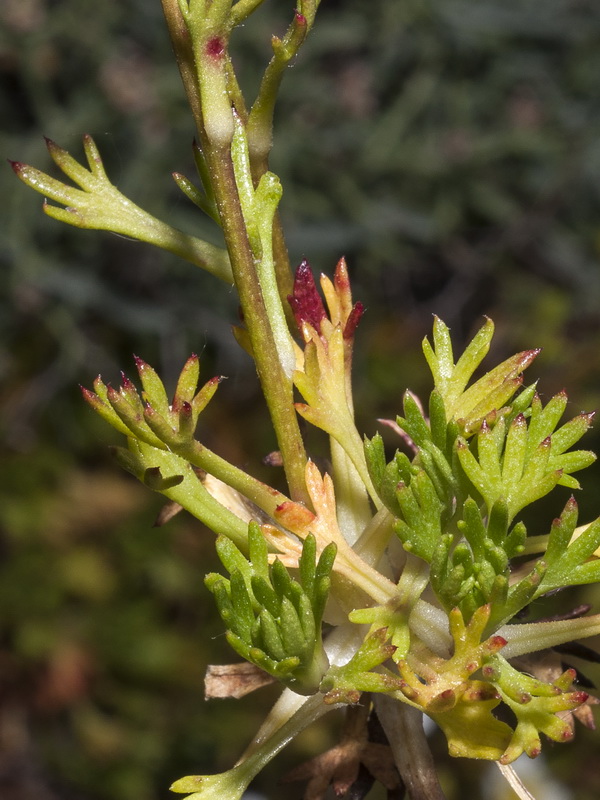 Saxifraga camposii leptophylla.14