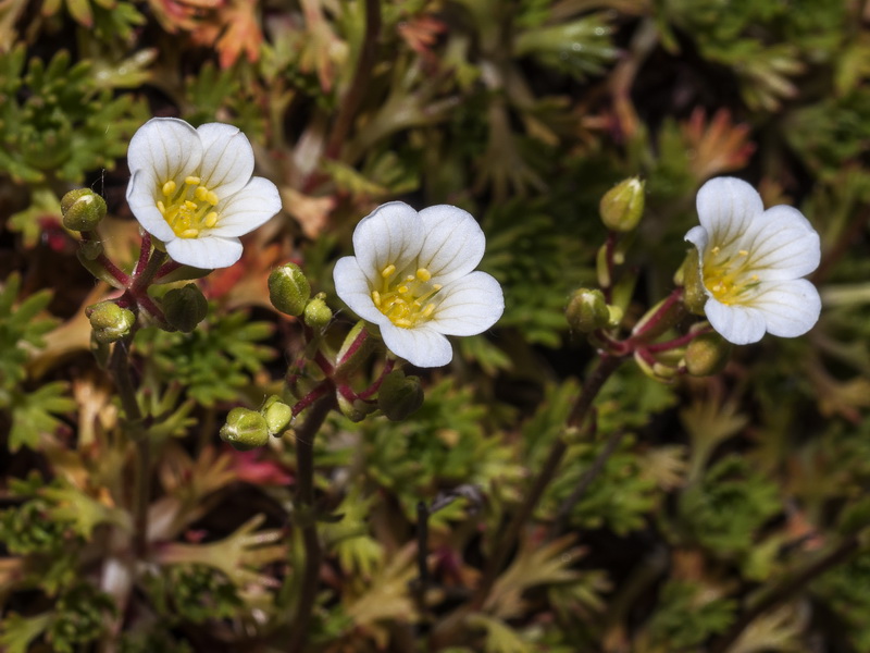 Saxifraga camposii leptophylla.17