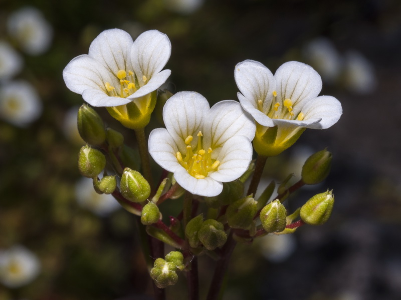 Saxifraga camposii leptophylla.19