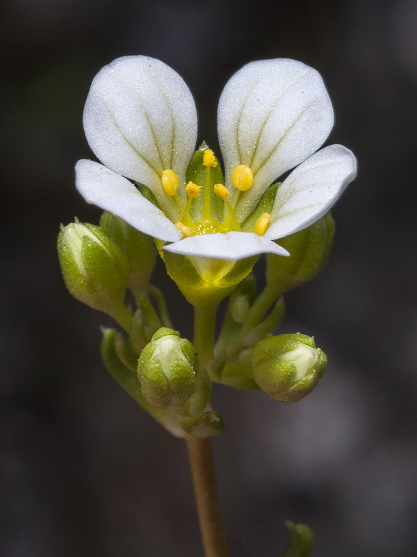 Saxifraga camposii leptophylla.20