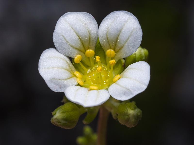 Saxifraga camposii leptophylla.21