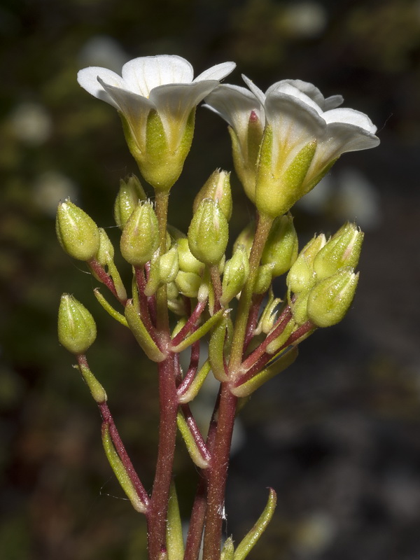 Saxifraga camposii leptophylla.23