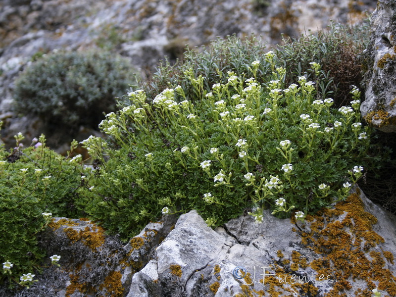 Saxifraga camposii leptophylla.29