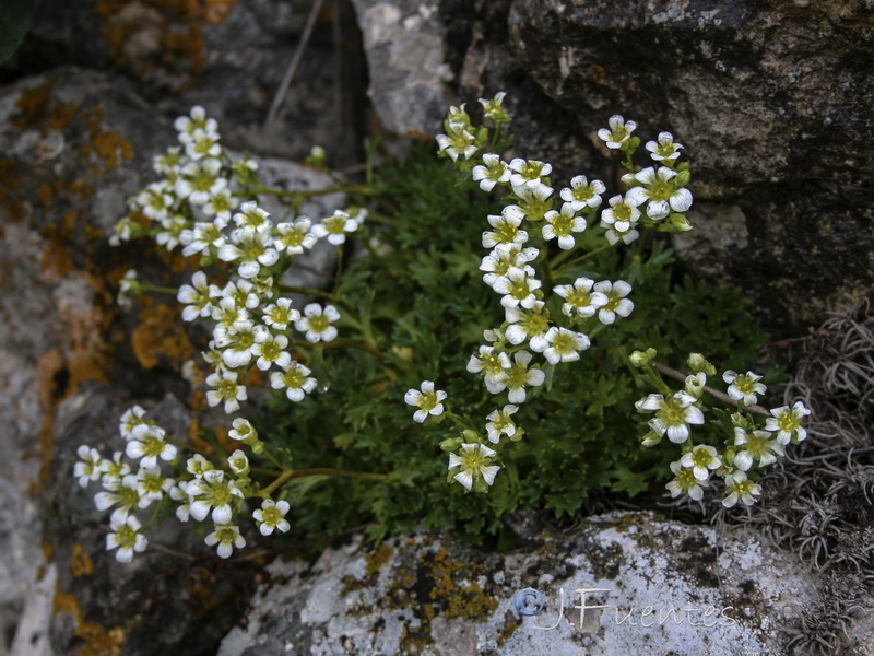 Saxifraga camposii leptophylla.31