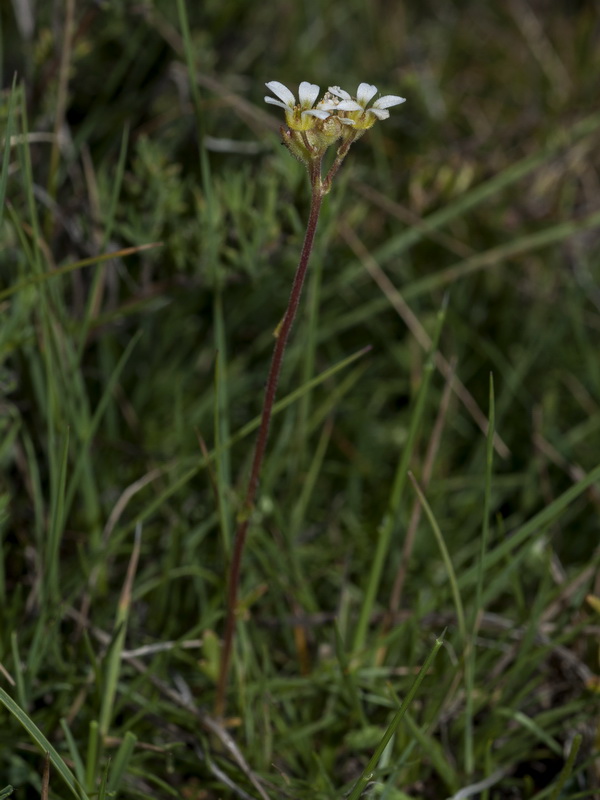 Saxifraga carpetana carpetana.02