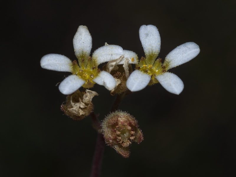 Saxifraga carpetana carpetana.04