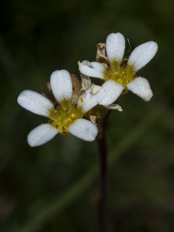 Saxifraga carpetana carpetana.05