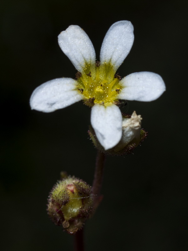 Saxifraga carpetana carpetana.07