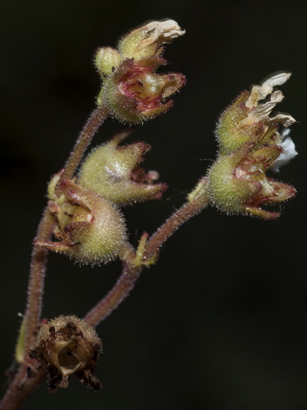 Saxifraga carpetana carpetana.10