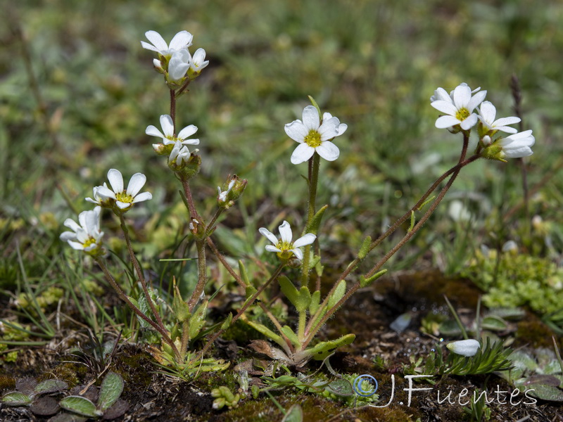 Saxifraga carpetana carpetana.01