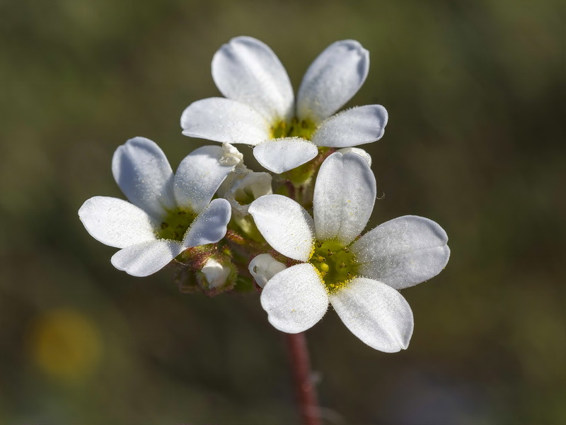 Saxifraga carpetana carpetana.18