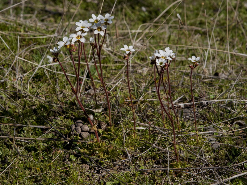 Saxifraga dichotoma.01