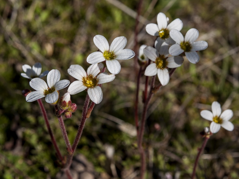 Saxifraga dichotoma.04