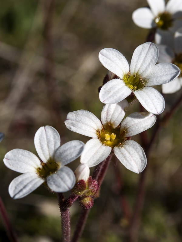 Saxifraga dichotoma.05