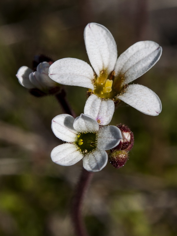 Saxifraga dichotoma.06