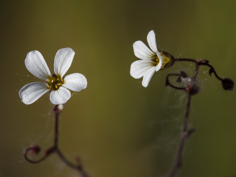 Saxifraga dichotoma.07