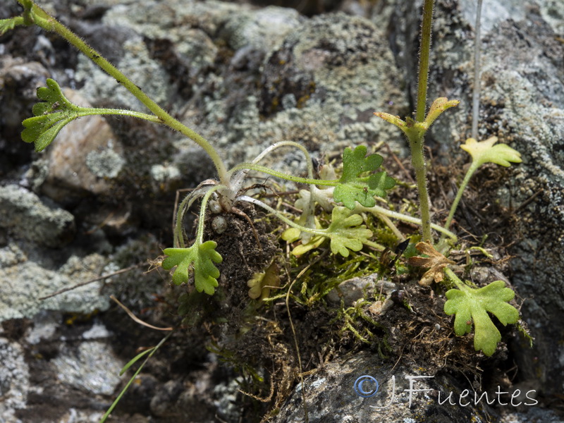 Saxifraga dichotoma.08