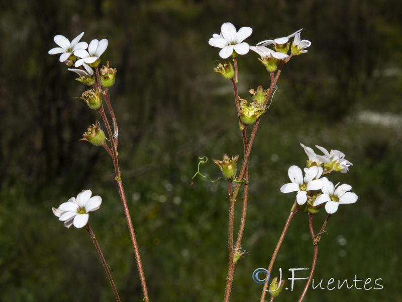 Saxifraga dichotoma.09