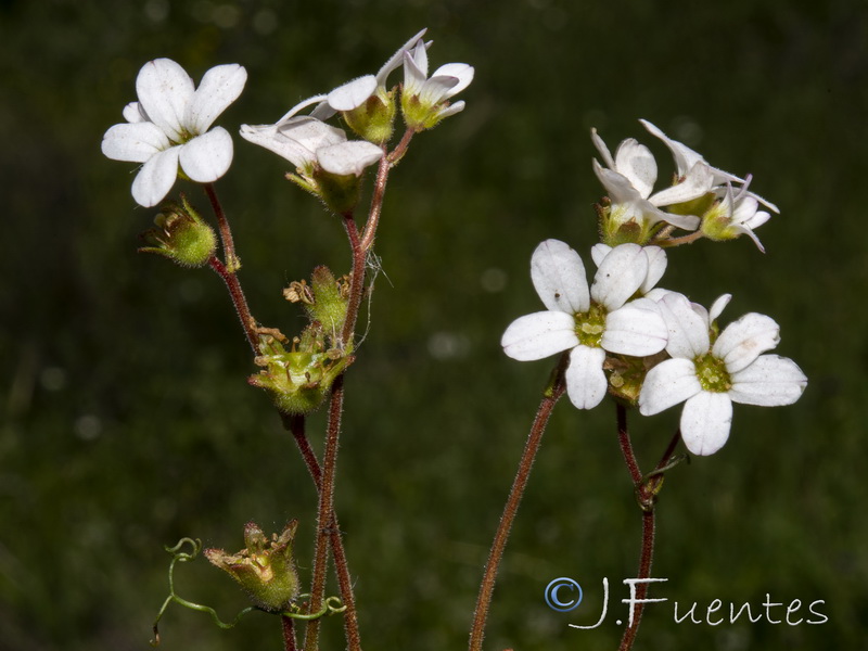 Saxifraga dichotoma.10