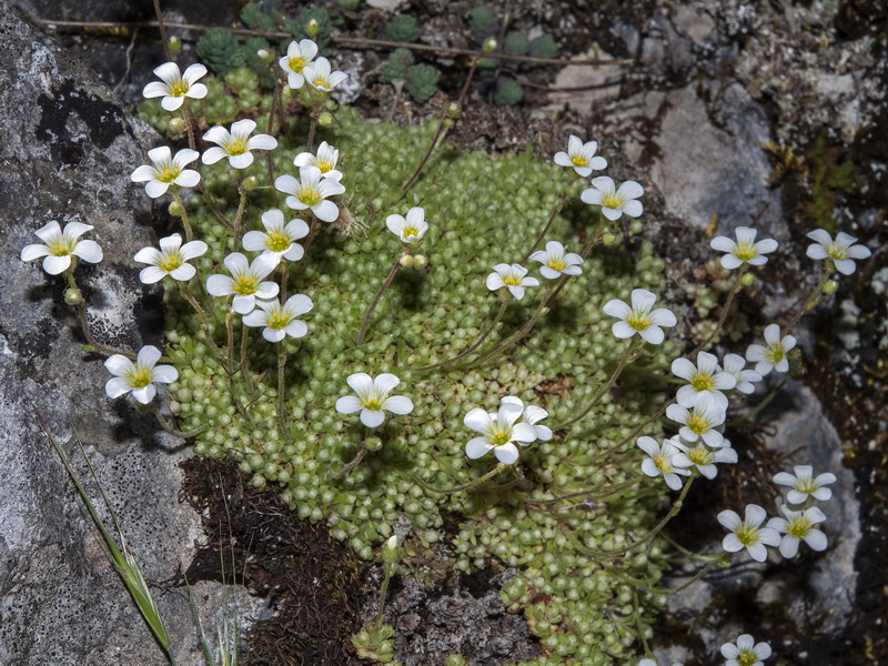 Saxifraga erioblasta.01