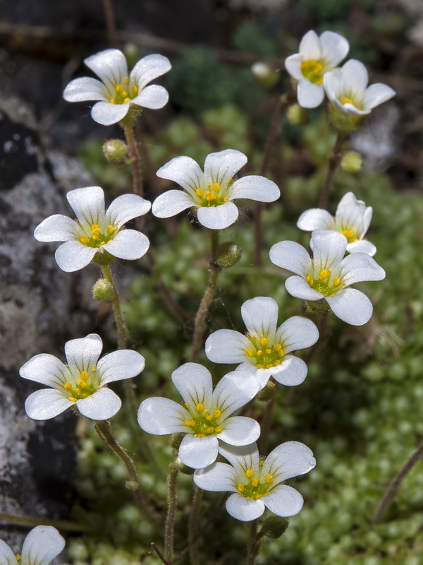 Saxifraga erioblasta.07
