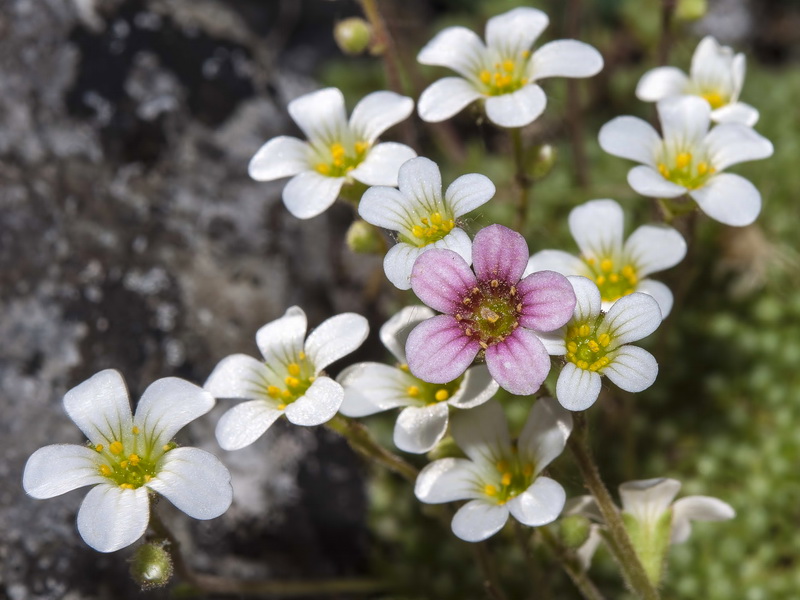 Saxifraga erioblasta.08