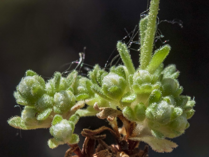 Saxifraga erioblasta.09