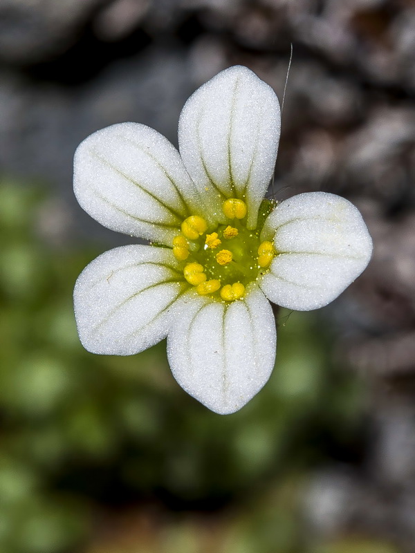 Saxifraga erioblasta.10