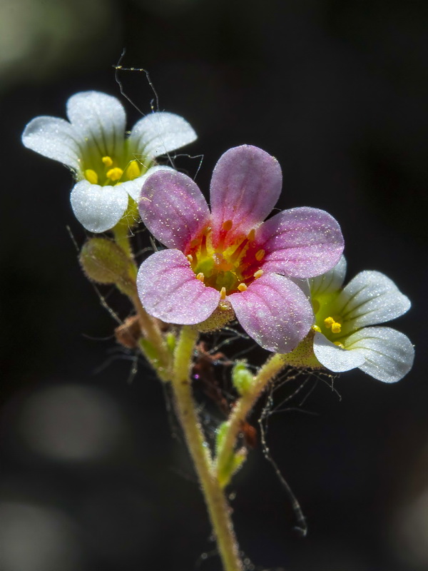 Saxifraga erioblasta.12