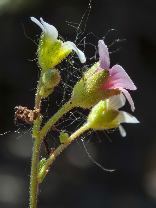 Saxifraga erioblasta.13