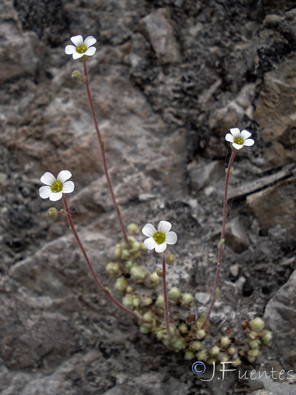 Saxifraga erioblasta.17