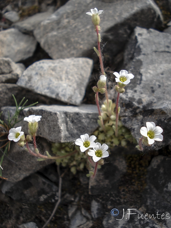 Saxifraga erioblasta.18
