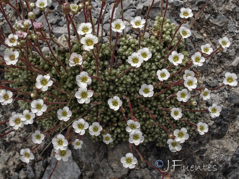 Saxifraga erioblasta.19