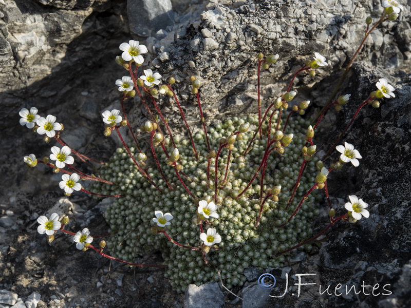 Saxifraga erioblasta.14