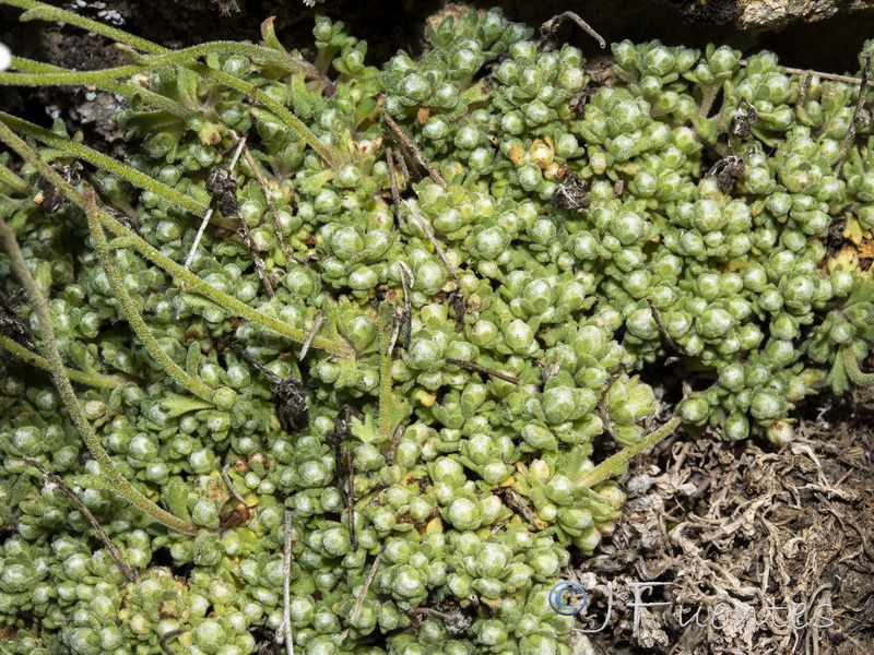 Saxifraga erioblasta.24