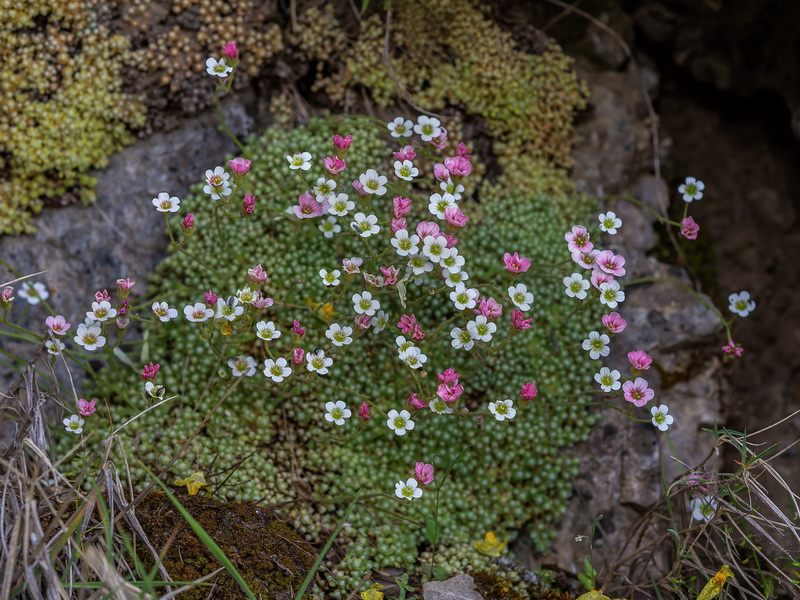 Saxifraga erioblasta.29
